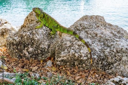 фотографія Wildlife zoo in jungle