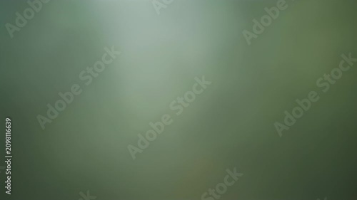Muted olive green blurred background