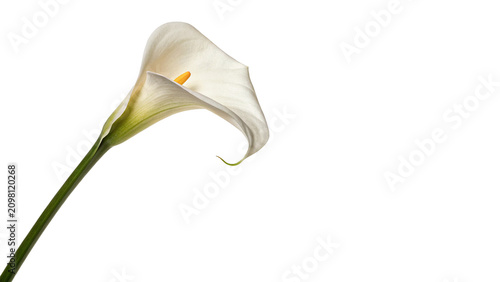 Foto Beautiful fresh white calla lily flower botanical element isolated on a transpar