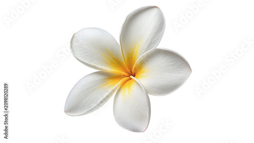 Beautiful fresh white plumeria frangipani flower element isolated on a transparent background