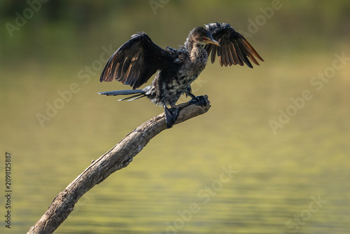A reed cormorant (Microcarbo africanus) perched on a branch in a pond.