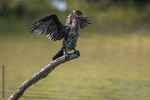 A reed cormorant (Microcarbo africanus) perched on a branch in a pond.