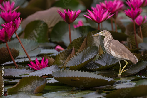 Fotografía Javan Pond Heron standing on lily pad among blooming pink water lilies in Hua Hi