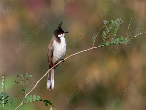 Konstfotografi Red-whiskered bulbul perched on a branch, Chiang Dao, Thailand