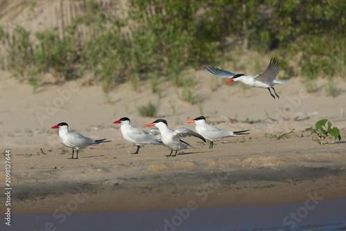 Caspian Terns, Lakeview WMA, NY