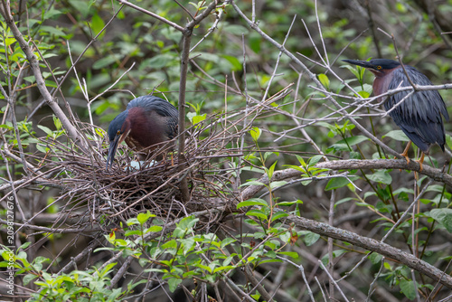 Konstfotografi Pair of green herons tending to eggs in nest, USA