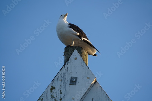 Quadro su tela A seagull keeps watch from high on top of a sign