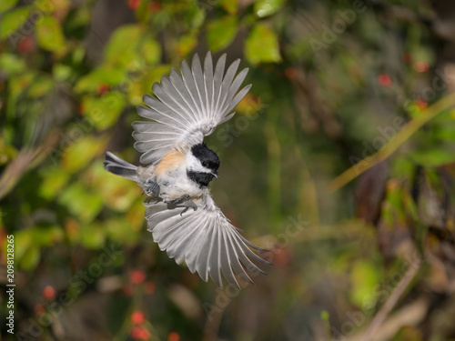 Bild auf Leinwand Black-capped chickadee flying in midair with wings spread, USA