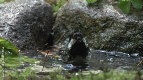 Young Coal Tit (Periparus ater) in the Orobic Alps, Italian Alps – Natural Wildlife Close-Up
