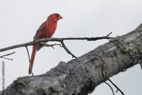 Canvas Print Male northern cardinal perched in a dead tree.