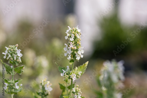 Flowering Nepeta cataria (catnip) plant with white blossoms and green foliage in a garden, captured with selective focus and soft natural bokeh.