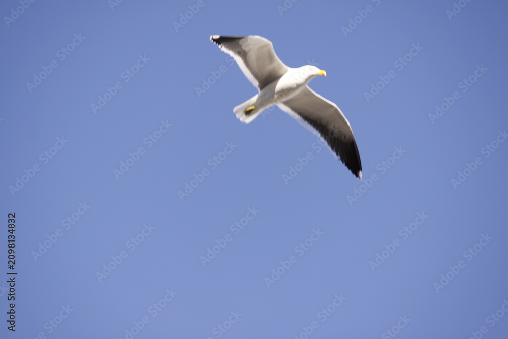 Obraz premium Single seagull in flight against clear blue sky isolated bird with wings spread
