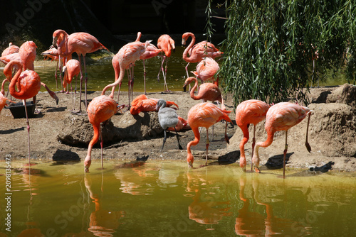 Flamants Roses