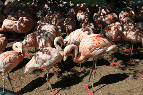 Flamants Roses