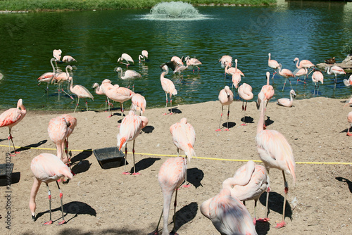 Flamants Roses