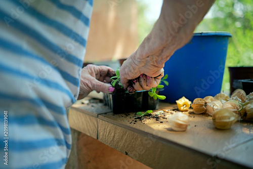 Healthy aging and gardening hobby senior woman planting seedlings in small pots on a wooden table outdoors