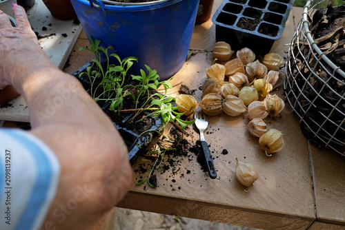 Gardening and sustainable living senior hands planting seedlings with ground cherries on a patio table organic farming and healthy lifestyle