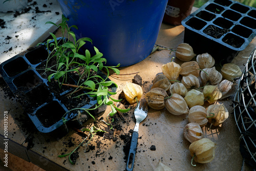 Home gardening and sustainable living fresh ground cherries and plant seedlings on a messy table with soil