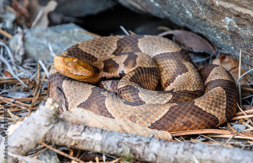 eastern copperhead Agkistrodon contortrix in shade on pine needles litter under rock closeup full body face eye