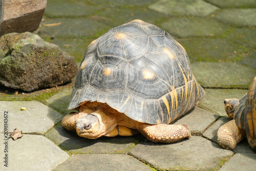 Foto Red-footed tortoises resting together on a mossy hexagonal paved path