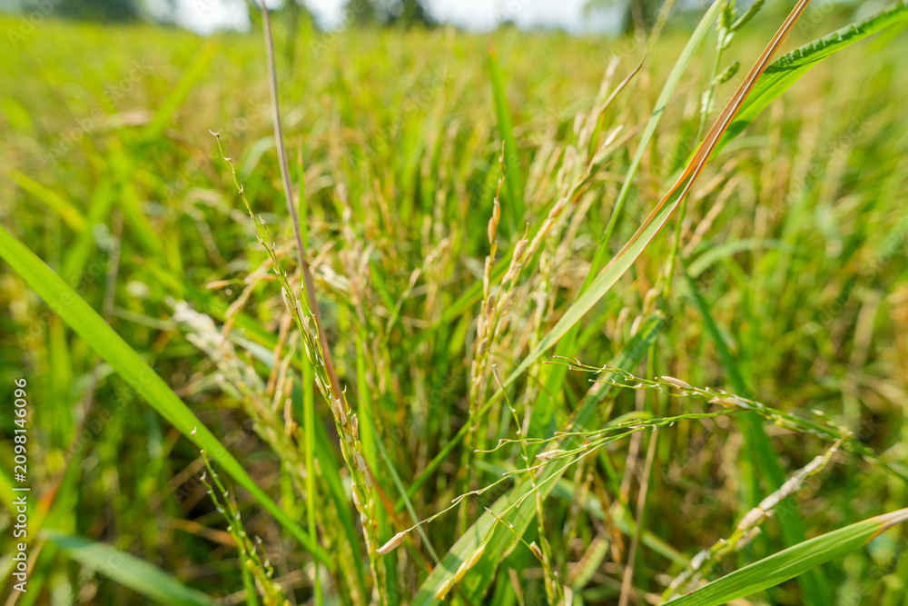 Obraz premium Close-up of ripening green and yellow rice plants in a paddy field.