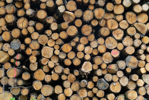 Fotografi Wood logs stacked in a storage area for timber, arranged in a neat and organized