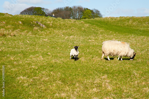 Tableau sur toile Ewe and black-faced lamb grazing in a green pasture on Islay, Scotland