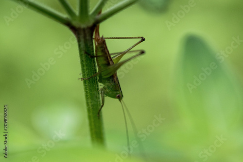 Konstfotografi Meadow Katydid resting on a plant (Conocephalus).