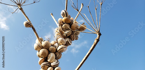 Fotografía Cluster of white snails resting on dry plant branches, blue sky background, macr