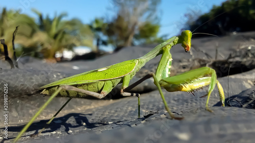 Obraz na plátně Green praying mantis on textured surface, macro photography nature background
pr
