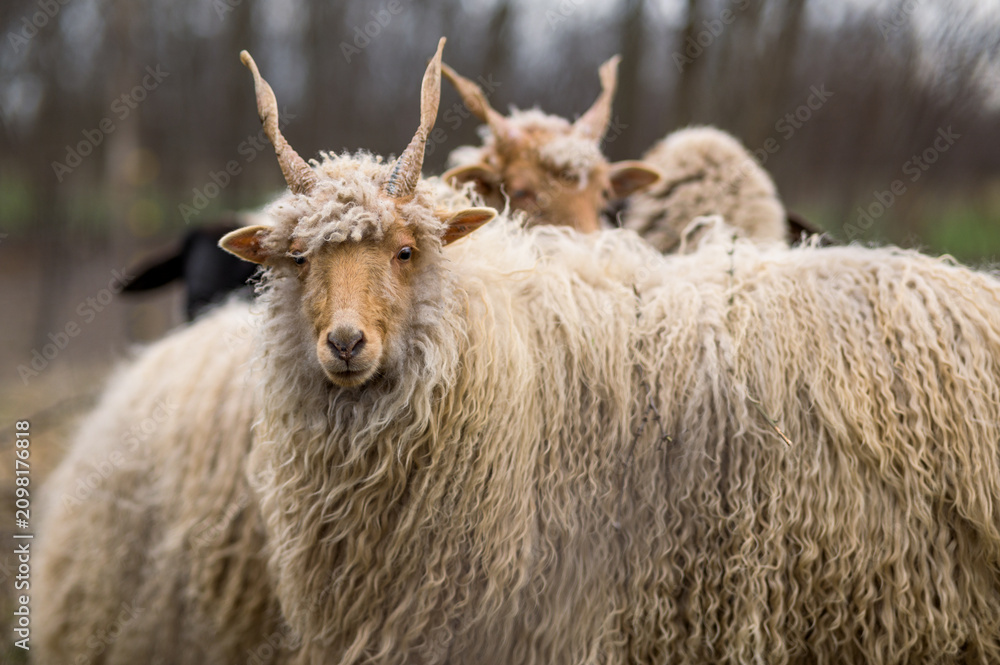 Fototapeta premium Racka sheeps on the field