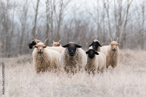 Flock of sheeps on the field in wintertime