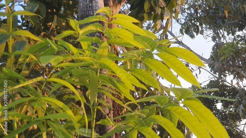 natural scenery of green leaves