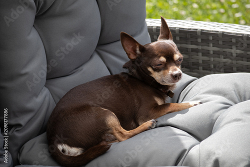 Brown chihuahua resting on cushioned outdoor garden chair