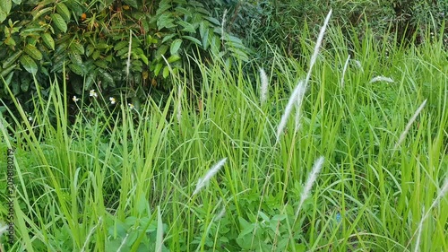 natural scenery of green leaves