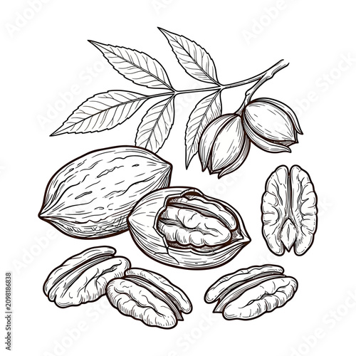 Foto Pecan Nuts Illustration: Whole, Cracked, Shelled, and Leaves on Branch