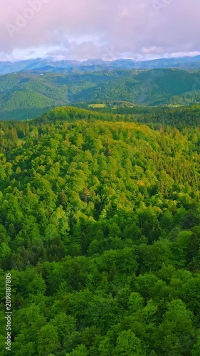 Pan over an aerial view of a lush, green forest showing the tranquility and beauty of nature. The dense canopy stretches out endlessly, with clouds softly framing the distant mountains.