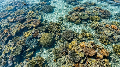 Crystal clear water over a vibrant coral reef ecosystem