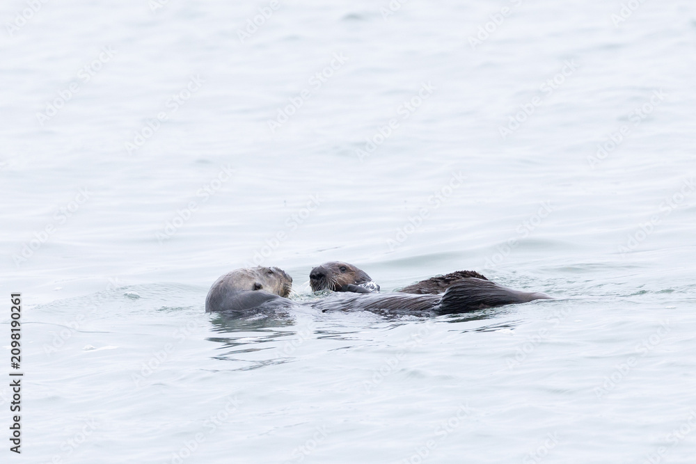 Fototapeta premium A couple of sea otters apparently exchanging signs of affection, seen in the wild in North California