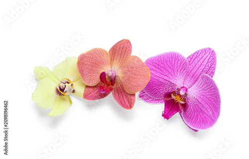 Three colorful orchid flowe...