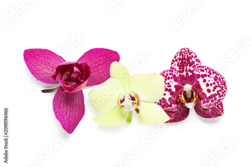 Three colorful orchid flowe...