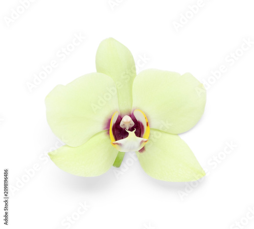 Light green orchid flower w...
