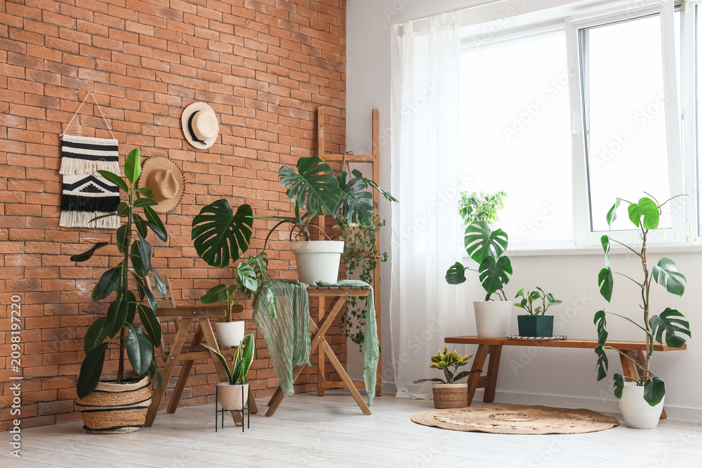 Obraz premium Indoor plant collection with monstera and fiddle leaf fig in a bright room with a brick wall and window, the plants are arranged on wooden furniture against a rustic brick wall and near a large