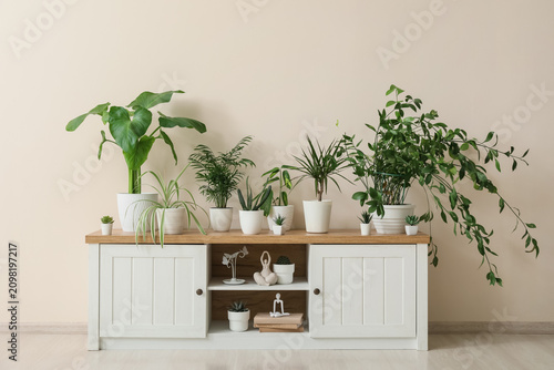 Assortment of green potted ...