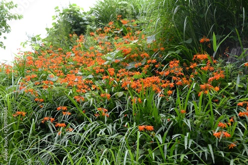 Obraz na plátně Montbretia ( Crocosmia × crocosmiiflora ) flowers