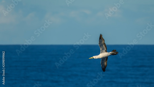 Obraz na płótnie Beautiful White booby seabird with a yellow beak glides gracefully above the deep blue ocean