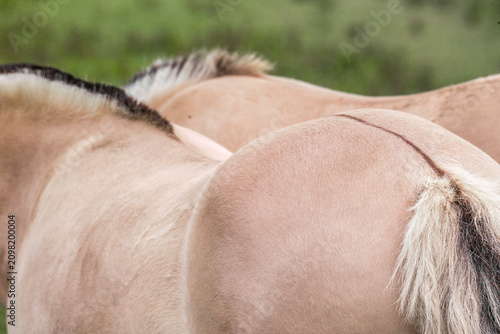 detail of dun dorsal stripe marking on adult male Norwegian Fjord horse