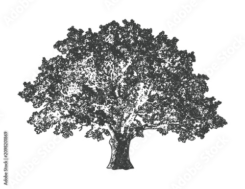 Photos Engraved style illustration of lush tree with rounded canopy on transparent background