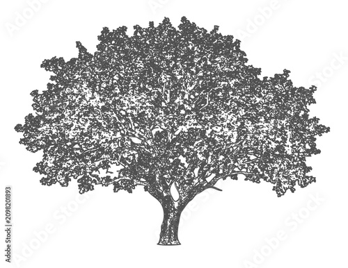 Obraz na płótnie Vintage style sketch of sprawling deciduous tree isolated on transparent checker pattern