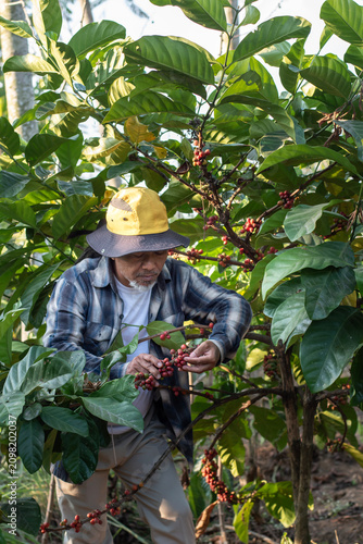 Coffee farmers harvest ripe coffee cherries on a tropical plantation; the farmers tend to the crop and harvest the coffee beans on the farmland.